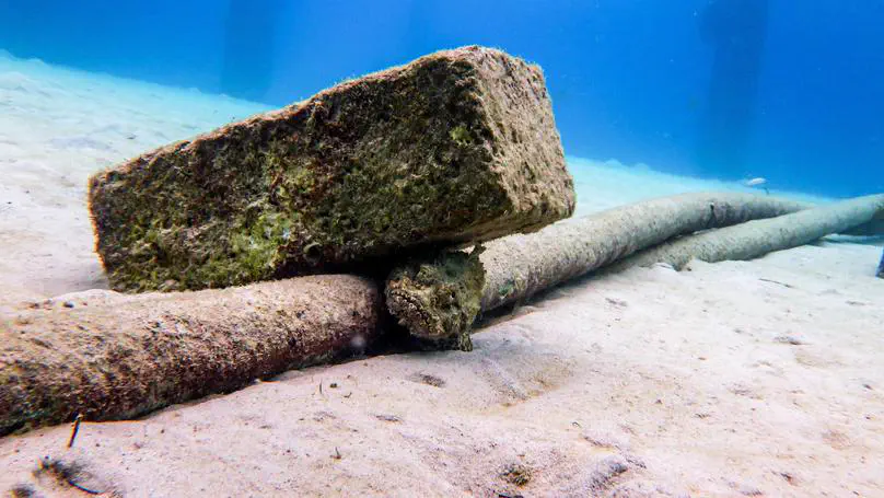 New paper in PLOS Biology: Symbiotic gut bacteria may drive carbonate production in marine fish