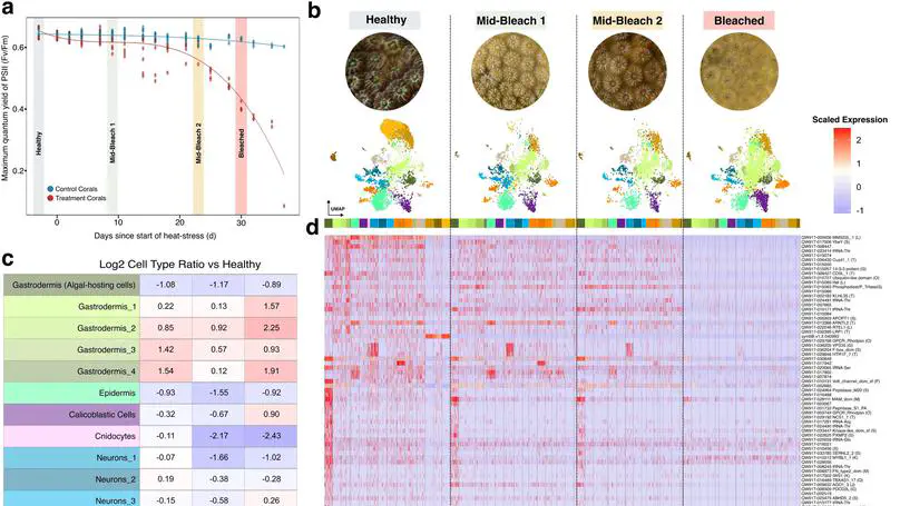 New paper in Microbiome: Coral bleaching, cell by cell