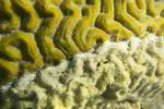 Koch at the reef — Understanding coral disease