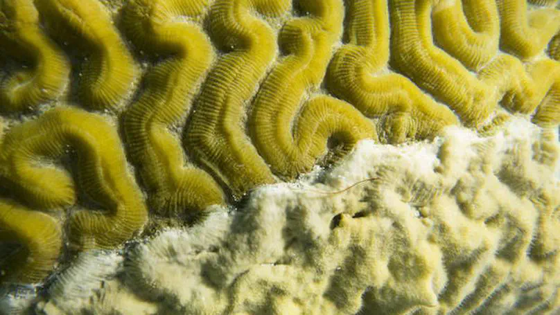 Koch at the reef — Understanding coral disease