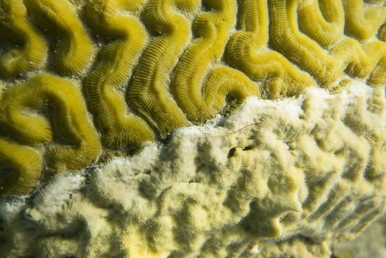 Koch at the reef - Understanding coral disease