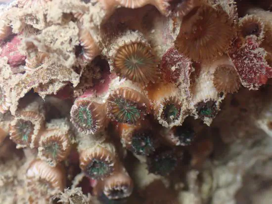 Blueprints for conservation — Reference genomes for Mediterranean corals