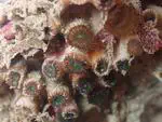 Blueprints for conservation — Reference genomes for Mediterranean corals
