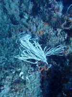 The coral holobiont multiomics across space, time, and disease