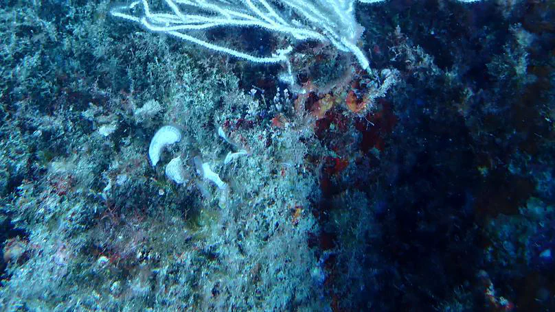 The coral holobiont as a system — Multiomics across space, time, and disease