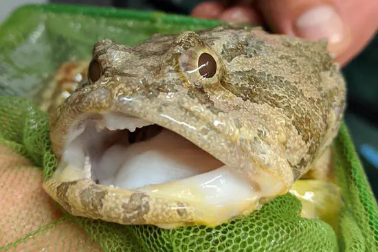 Marine animal microbiomes