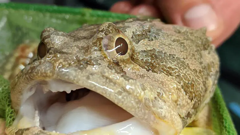 Marine animal microbiomes