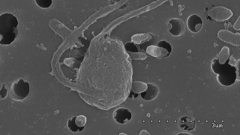 The genome of *Mediocremonas mediterraneus*