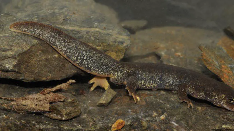 The Montseny Brook Newt microbiome