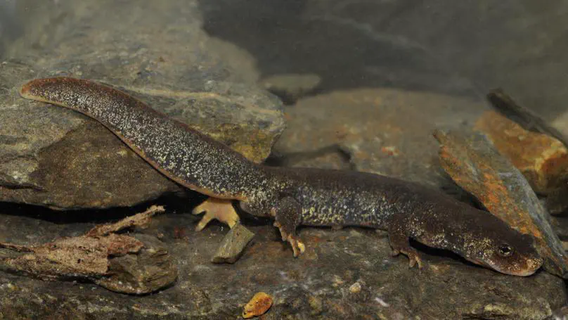 The Montseny Brook Newt microbiome