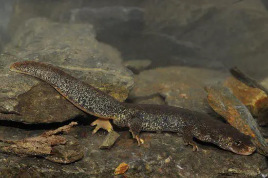 The Montseny Brook Newt microbiome