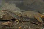 The Montseny Brook Newt microbiome
