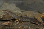 The Montseny Brook Newt Microbiome