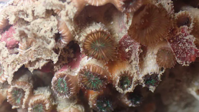 Reference genomes for biodiversity and evolution