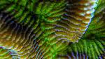 The rhythm of the reef — Diel cycles of the coral holobiont