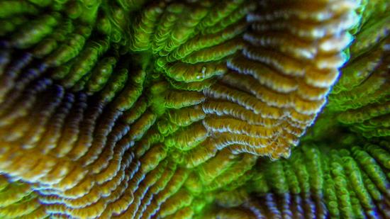 The rythm of the reef - Studying the diel cycles of the coral holobiont